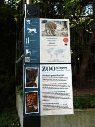 Explanation on the Amur Leopard and information of the relocation of the big cats at the Antwerp Zoo