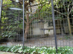 antwerp_10_140 - 454 kb - 1024x768 - Amur Leopard at the Antwerp Zoo Amur Leopard at the Antwerp Zoo
