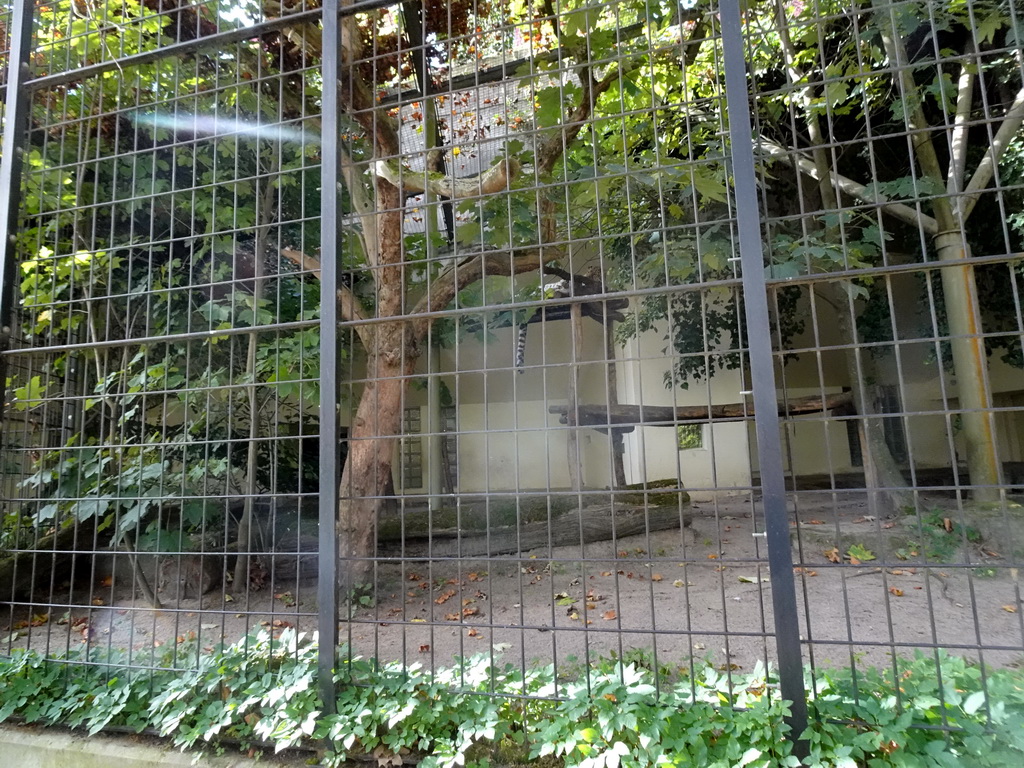 Amur Leopard at the Antwerp Zoo