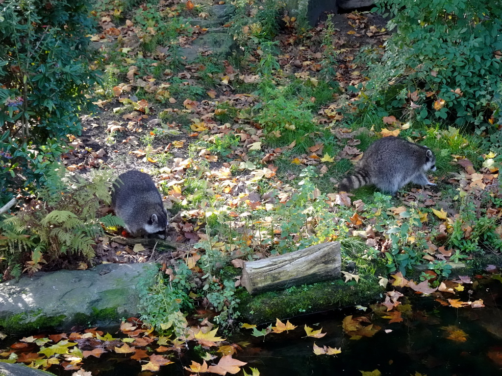 Raccoons at the Antwerp Zoo