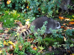 Raccoon at the Antwerp Zoo