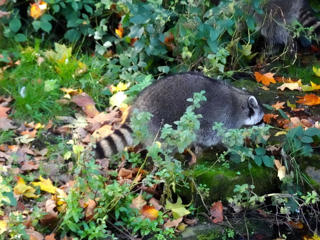 Raccoon at the Antwerp Zoo