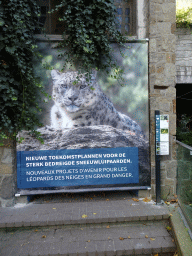 Information on the future plans for the Snow Leopards at the Antwerp Zoo
