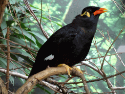 Common Hill Myna at the Bird Building at the Antwerp Zoo