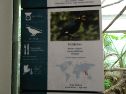 Explanation on the Common Hill Myna at the Bird Building at the Antwerp Zoo