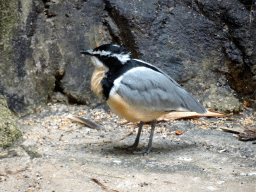 Egyptian Plover at the Bird Building at the Antwerp Zoo