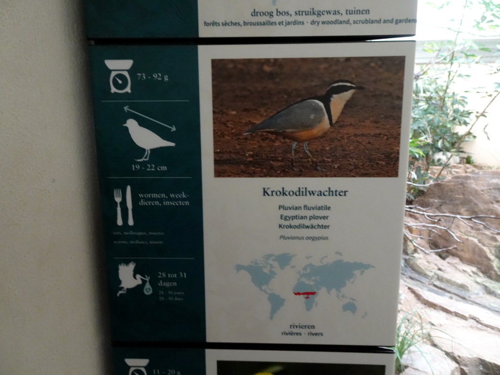 Explanation on the Egyptian Plover at the Bird Building at the Antwerp Zoo