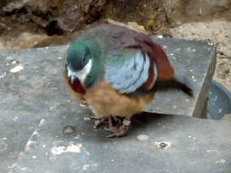 Bartlett`s Bleeding-heart at the Bird Building at the Antwerp Zoo
