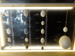 Eggs at the Bird Building at the Antwerp Zoo