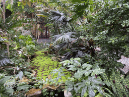 Interior of the Butterfly Garden at the Antwerp Zoo