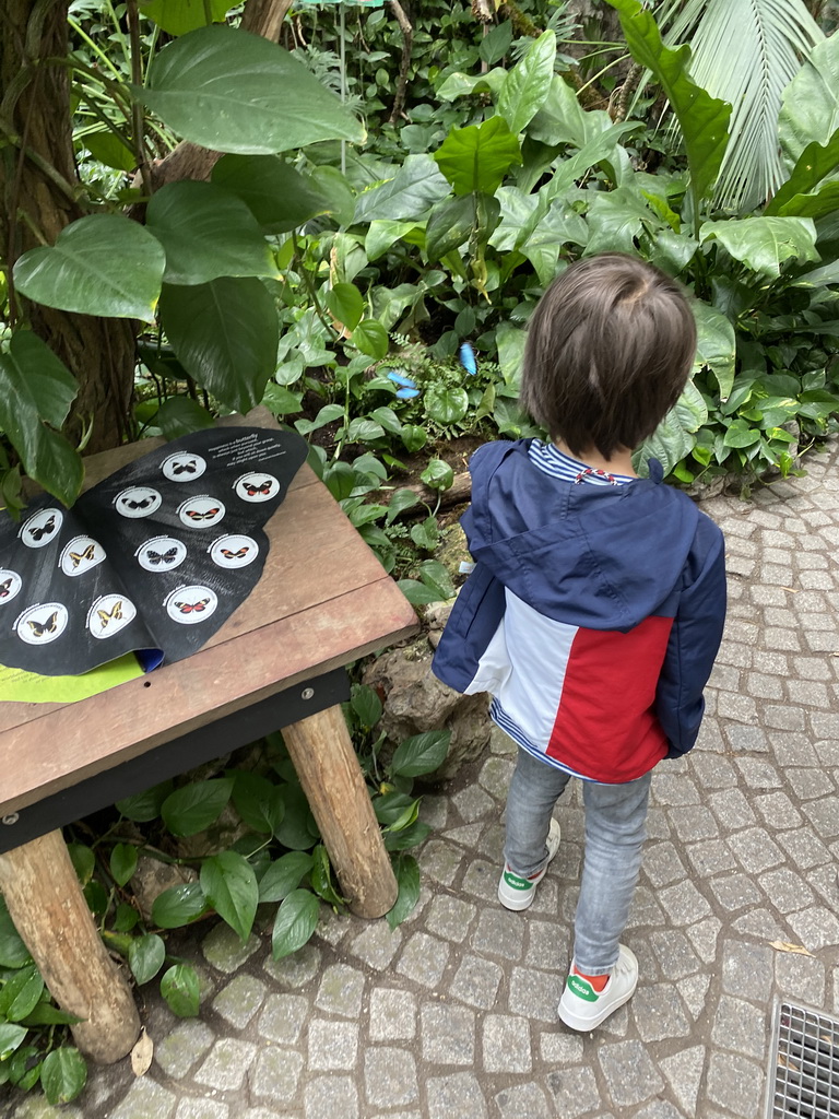 Max with Morpho peleides butterflies at the Butterfly Garden at the Antwerp Zoo