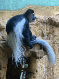 Black-and-white Colobus at the Monkey Building at the Antwerp Zoo