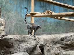 Ring-tailed Lemur at the Monkey Building at the Antwerp Zoo