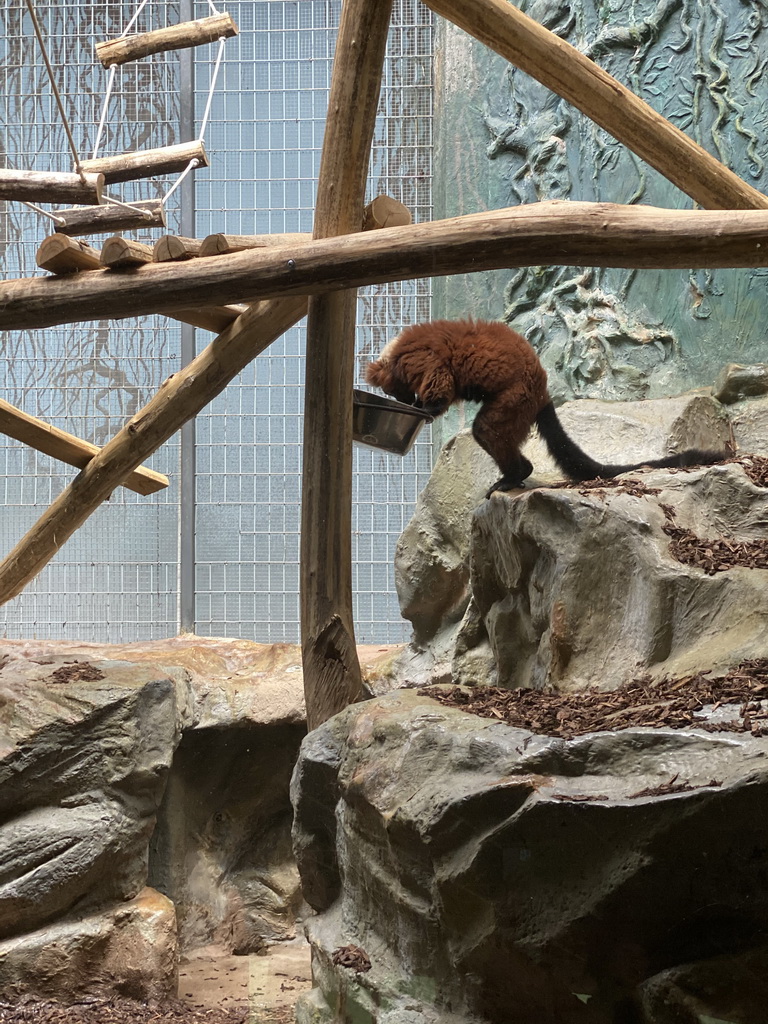 Red-ruffed Lemur at the Monkey Building at the Antwerp Zoo