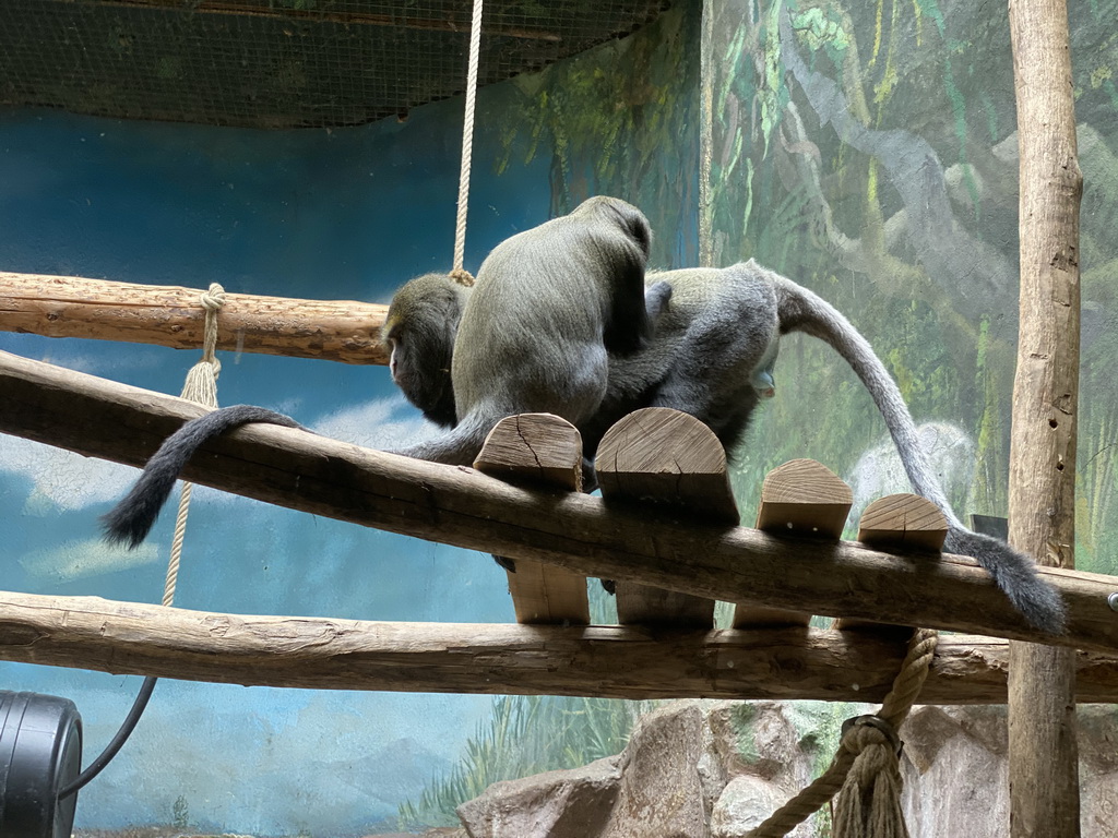 Silvery Lutungs at the Monkey Building at the Antwerp Zoo