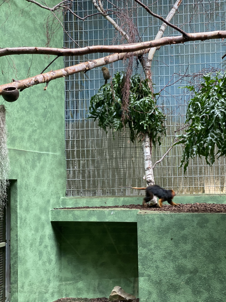 Marmoset and Golden-headed Lion Tamarin at the Monkey Building at the Antwerp Zoo