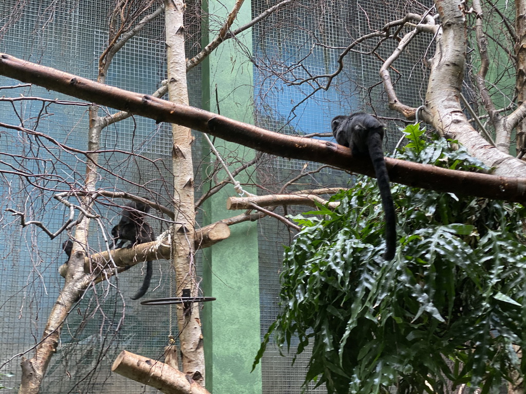 Marmosets at the Monkey Building at the Antwerp Zoo