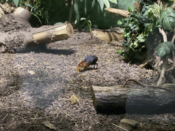 Black and Rufous Elephant Shrew at the Monkey Building at the Antwerp Zoo