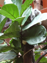 Queensland Koala at the Antwerp Zoo