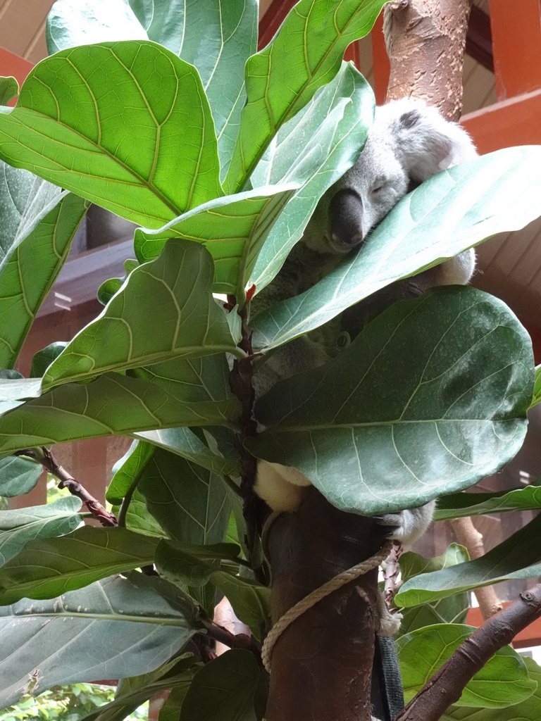 Queensland Koala at the Antwerp Zoo