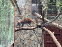 Goodfellow`s Tree-Kangaroo at the Antwerp Zoo