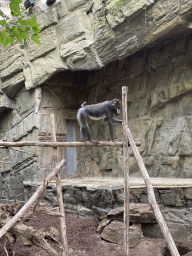 Mandrill at the Antwerp Zoo