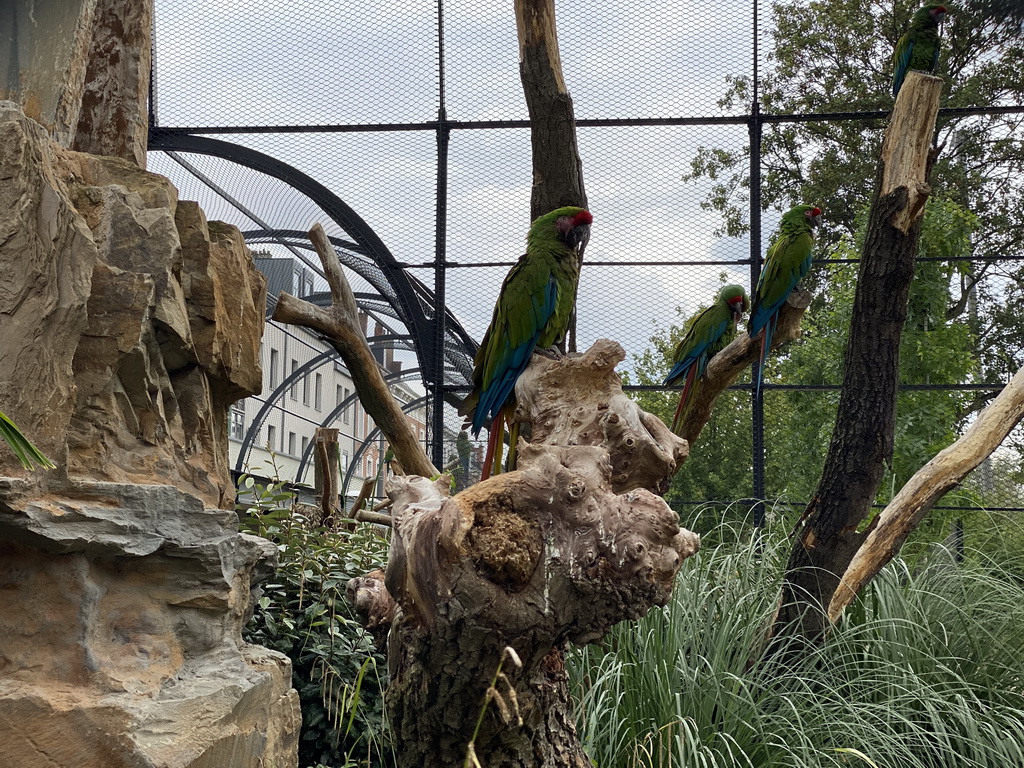 Great Green Macaws at the Aviary at the Antwerp Zoo