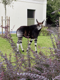 Okapi at the Antwerp Zoo