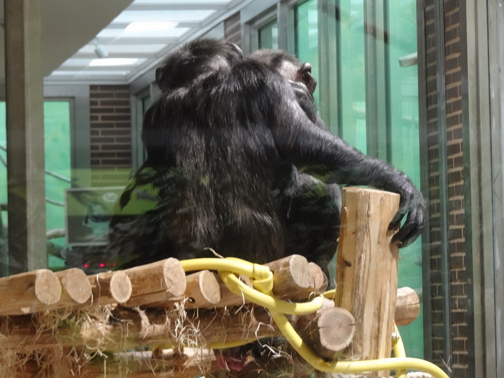 Chimpanzees at the Primate Building at the Antwerp Zoo