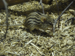 Barbary Striped Grass Mouse at the Primate Building at the Antwerp Zoo