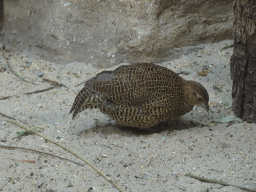 Madagascar Partridge at the Primate Building at the Antwerp Zoo