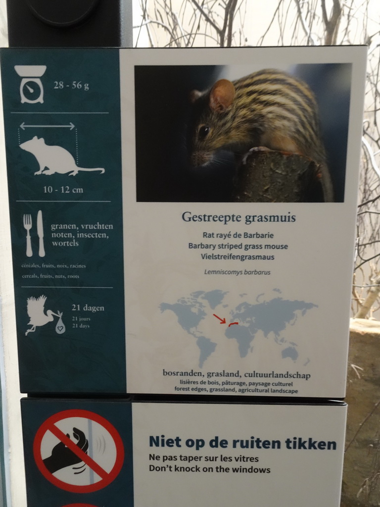 Explanation on the Barbary Striped Grass Mouse at the Primate Building at the Antwerp Zoo