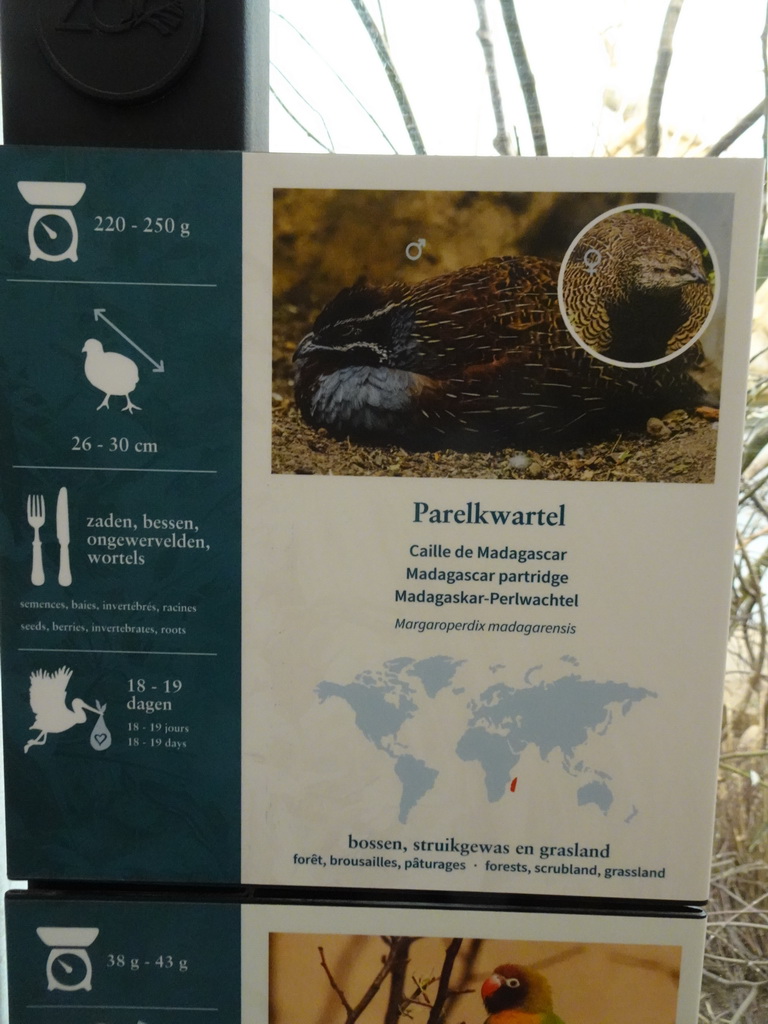 Explanation on the Madagascar Partridge at the Primate Building at the Antwerp Zoo