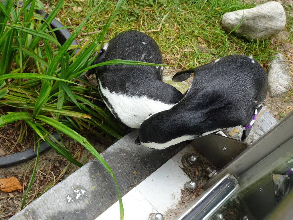 African Penguins at the Rotunda Building at the Antwerp Zoo