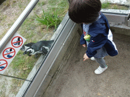 Max with African Penguins at the Rotunda Building at the Antwerp Zoo