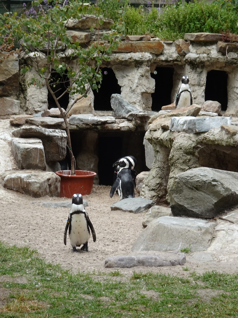 African Penguins at the Rotunda Building at the Antwerp Zoo