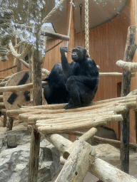 Chimpanzees at the Primate Building at the Antwerp Zoo