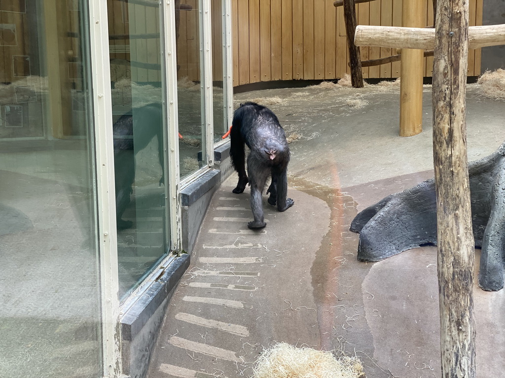 Chimpanzee at the Primate Building at the Antwerp Zoo