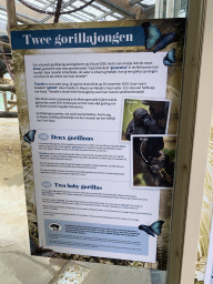Information on baby Gorillas at the Primate Building at the Antwerp Zoo