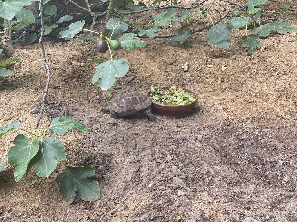 Hermann`s Tortoise at the Antwerp Zoo