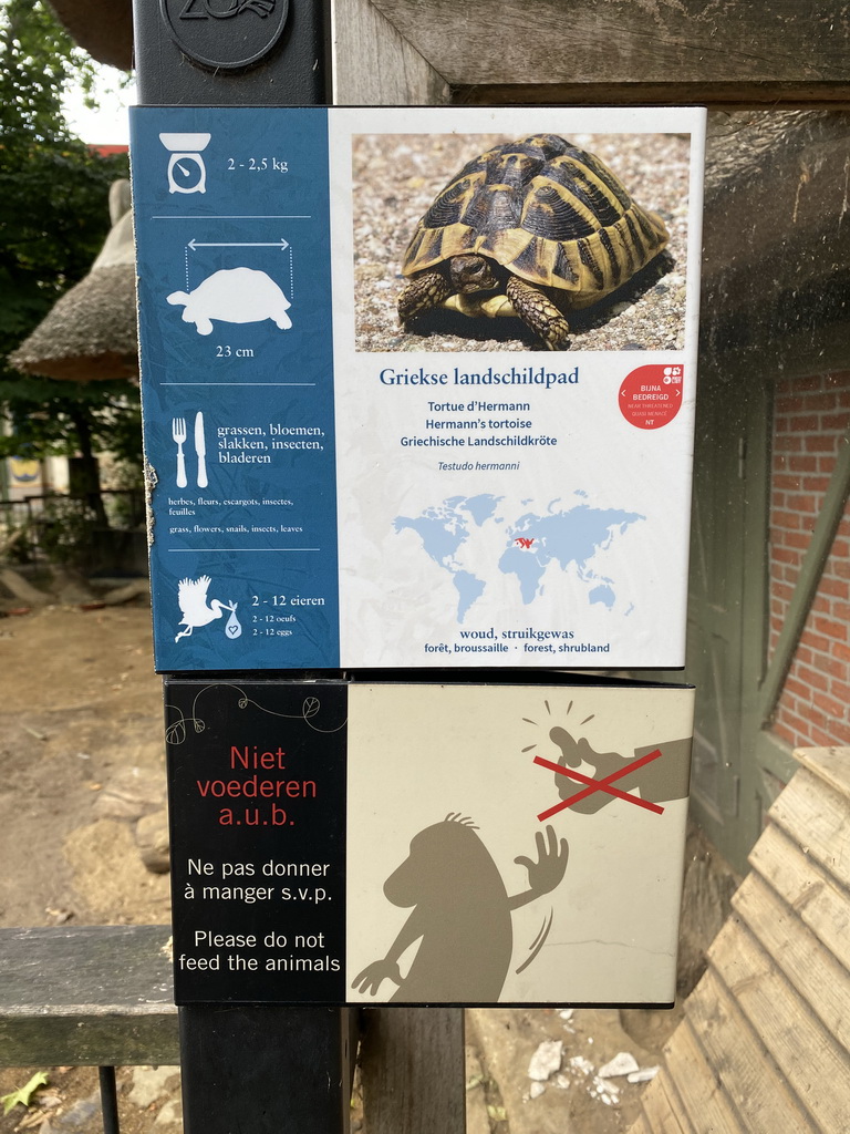Explanation on the Hermann`s Tortoise at the Antwerp Zoo
