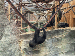 Young Gorilla at the Primate Building at the Antwerp Zoo