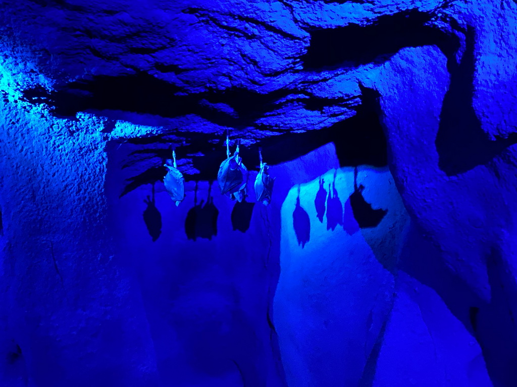 Bats at the Kitum Cave at Antwerp Zoo