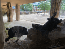 Crested Guineafowls and African Buffaloes at the Savannah at the Antwerp Zoo, viewed from the Kitum Cave