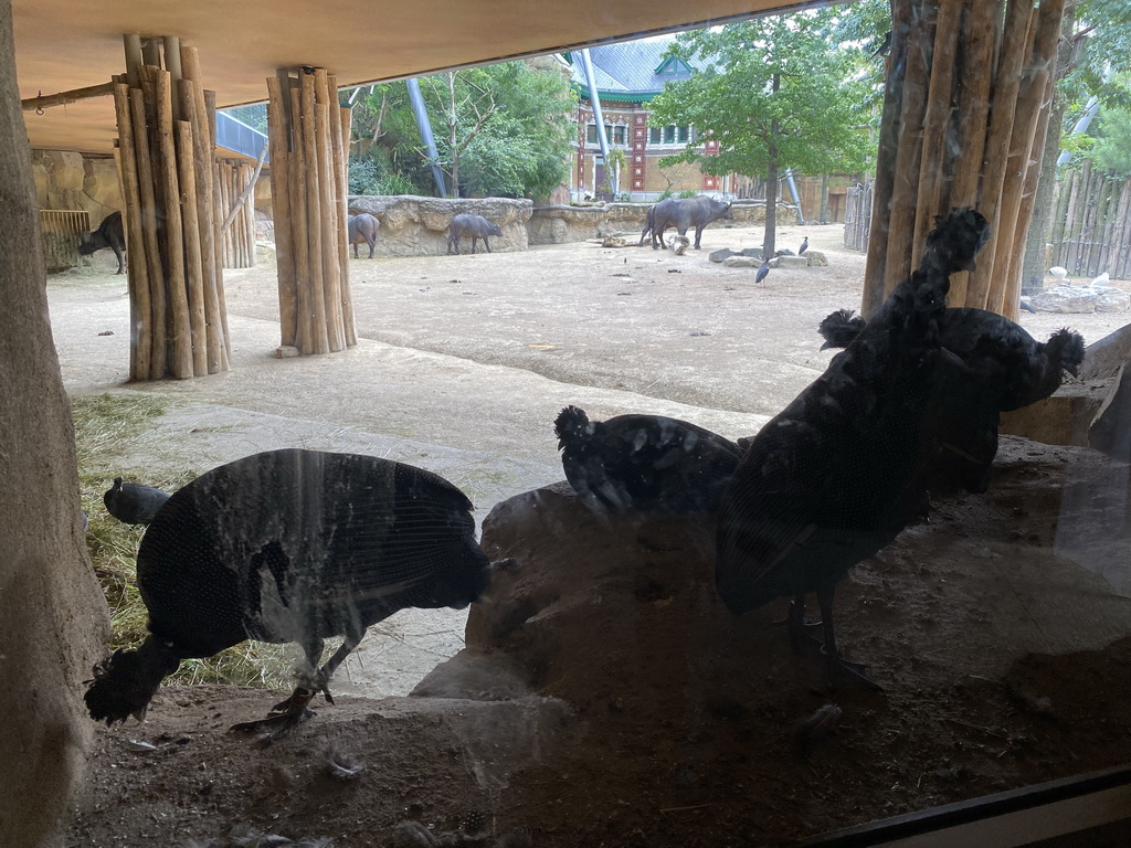 Crested Guineafowls and African Buffaloes at the Savannah at the Antwerp Zoo, viewed from the Kitum Cave