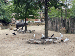 White-bellied Storks, Cattle Egrets and African Buffaloes at the Savannah at the Antwerp Zoo