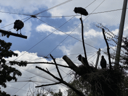 White-bellied Storks at the Savannah at the Antwerp Zoo