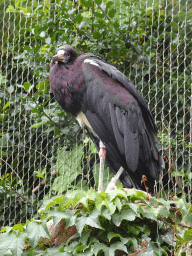 Hooded Vulture at the Savannah at the Antwerp Zoo