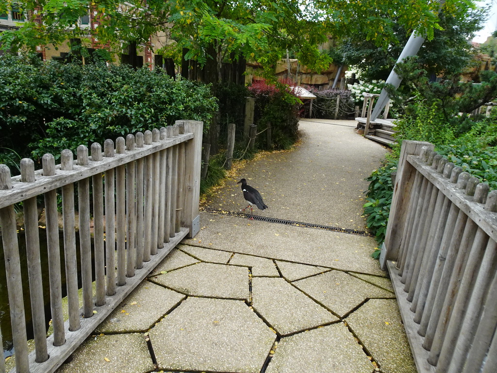 White-bellied Stork at the Savannah at the Antwerp Zoo