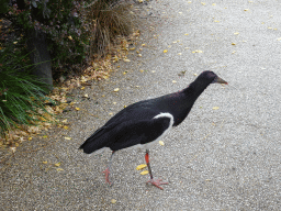 White-bellied Stork at the Savannah at the Antwerp Zoo